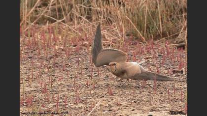 Bataklıkkırlangıcı » Collared Pratincole » Glareola pratincola