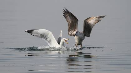 Gümüş martı » Yellow-legged Gull » Larus michahellis