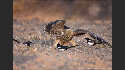Şah kartal