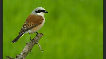 Kızılsırtlı örümcekkuşu » Red-backed Shrike » Lanius collurio