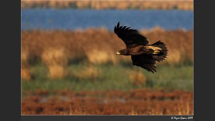 Büyük orman kartalı » Greater Spotted Eagle » Clanga clanga