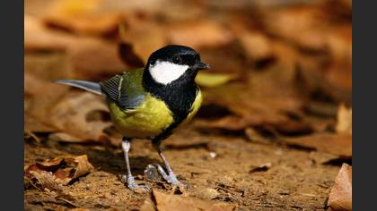 Büyük baştankara » Great Tit » Parus major