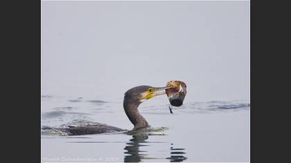 Karabatak