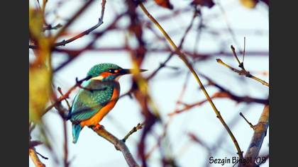Yalıçapkını » Common Kingfisher » Alcedo atthis