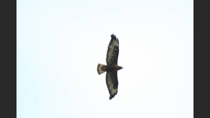 Kızıl şahin » Long-legged Buzzard » Buteo rufinus