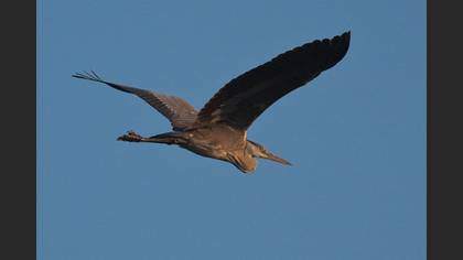 Gri balıkçıl » Grey Heron » Ardea cinerea