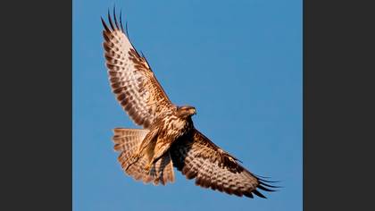 Şahin » Common Buzzard » Buteo buteo