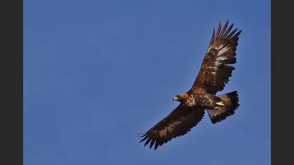 Kaya kartalı » Golden Eagle » Aquila chrysaetos