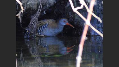 Sukılavuzu » Water Rail » Rallus aquaticus