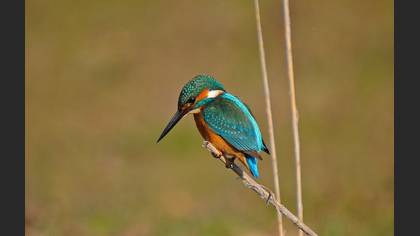 Yalıçapkını » Common Kingfisher » Alcedo atthis