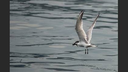 Karagagalı sumru » Sandwich Tern » Thalasseus sandvicensis