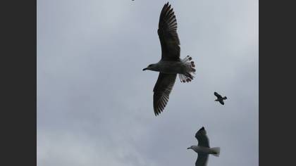 Gümüş martı » Yellow-legged Gull » Larus michahellis