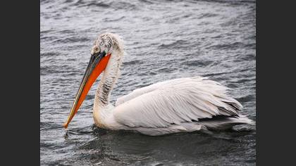 Tepeli pelikan » Dalmatian Pelican » Pelecanus crispus