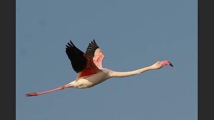 Flamingo