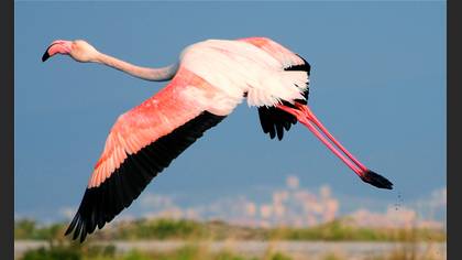 Flamingo » Greater Flamingo » Phoenicopterus roseus