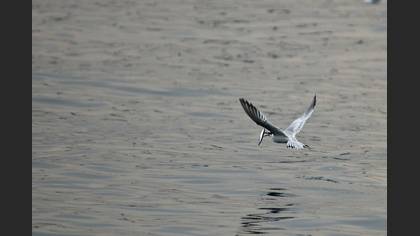 Karagagalı sumru » Sandwich Tern » Thalasseus sandvicensis