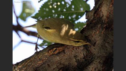 Çıvgın
