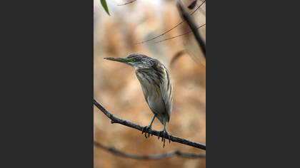 Alaca balıkçıl