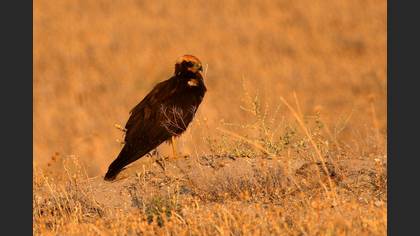 Saz delicesi » Western Marsh Harrier » Circus aeruginosus