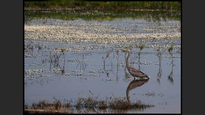 Gri balıkçıl » Grey Heron » Ardea cinerea
