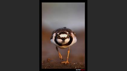 Halkalı küçük cılıbıt » Little Ringed Plover » Charadrius dubius