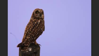 Kır baykuşu » Short-eared Owl » Asio flammeus