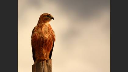 Kızıl şahin » Long-legged Buzzard » Buteo rufinus