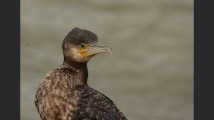 Karabatak