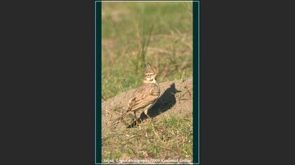 Tepeli toygar » Crested Lark » Galerida cristata