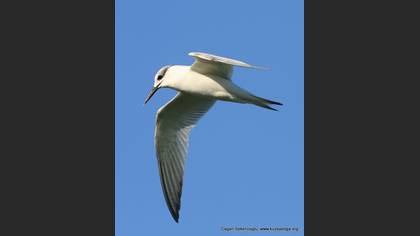 Karagagalı sumru » Sandwich Tern » Thalasseus sandvicensis