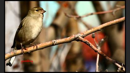 İspinoz » Common Chaffinch » Fringilla coelebs