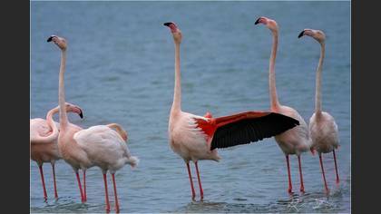 Flamingo