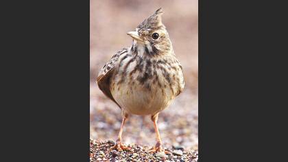 Tepeli toygar » Crested Lark » Galerida cristata