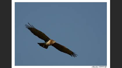 Yılan kartalı » Short-toed Snake Eagle » Circaetus gallicus
