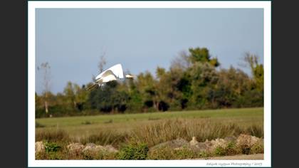 Büyük ak balıkçıl » Great Egret » Ardea alba
