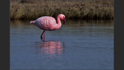 Küçük flamingo