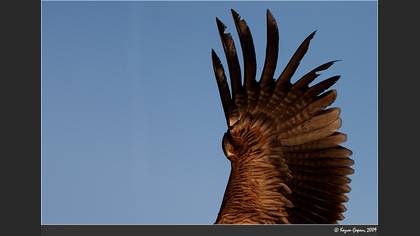 Şah kartal » Eastern Imperial Eagle » Aquila heliaca