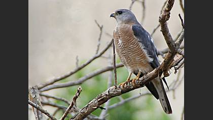 Yaz atmacası