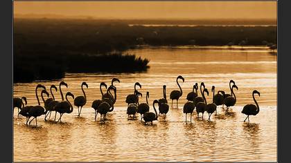 Flamingo