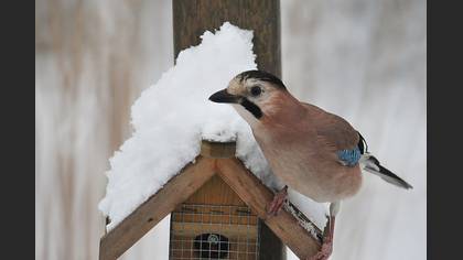 Alakarga » Eurasian Jay » Garrulus glandarius