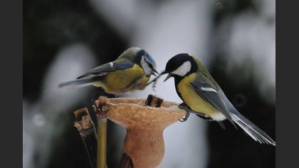 Büyük baştankara » Great Tit » Parus major