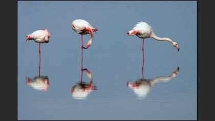 Flamingo