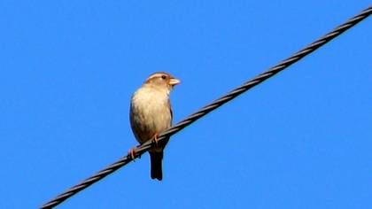 Serçe » House Sparrow » Passer domesticus