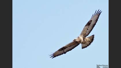 Paçalı şahin