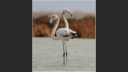 Flamingo
