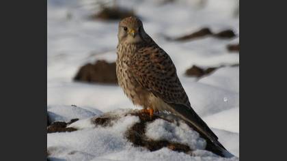 Kerkenez » Common Kestrel » Falco tinnunculus