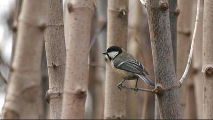 Büyük baştankara » Great Tit » Parus major
