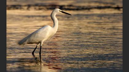 Küçük ak balıkçıl » Little Egret » Egretta garzetta