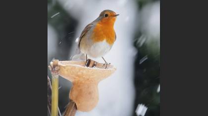 Kızılgerdan » European Robin » Erithacus rubecula