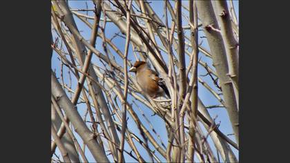 Kocabaş » Hawfinch » Coccothraustes coccothraustes